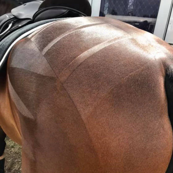 Hairy Pony Quarter Mark Horse Spray
