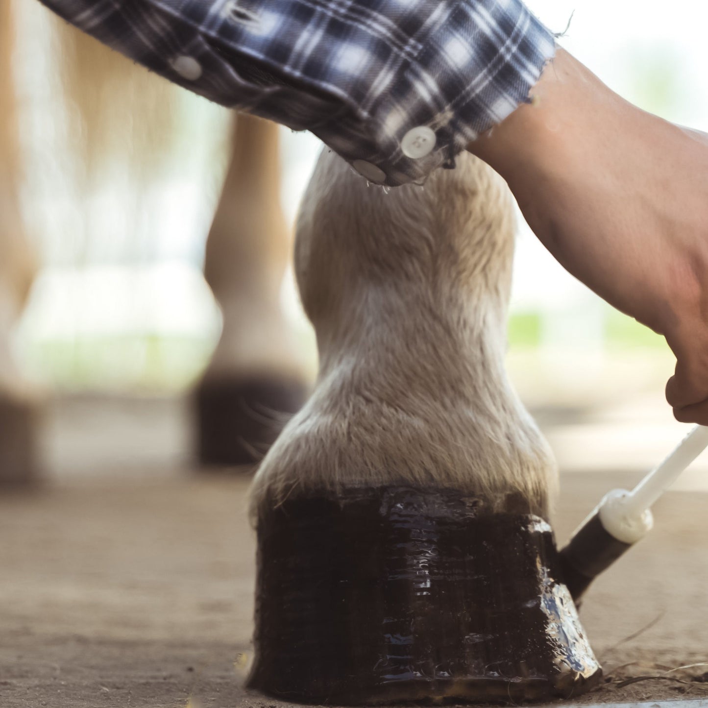 Sound Hoof Conditioner - All Natural