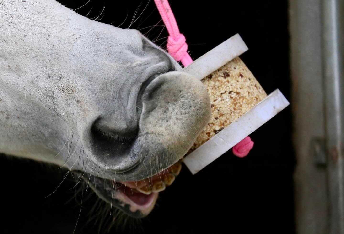 Happy Crackers Treat Holder